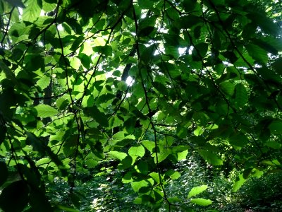 Feuilles de hêtre ou fayard, à stipules, Fagus sylvatica, … 