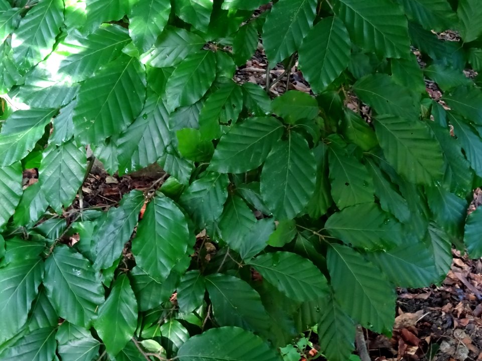 Feuilles de hêtre ou fayard, à stipules, Fagus sylvatica, … 