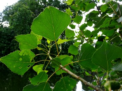 Feuilles du Peuplier d'Italie, Populus nigra var. italica,… 