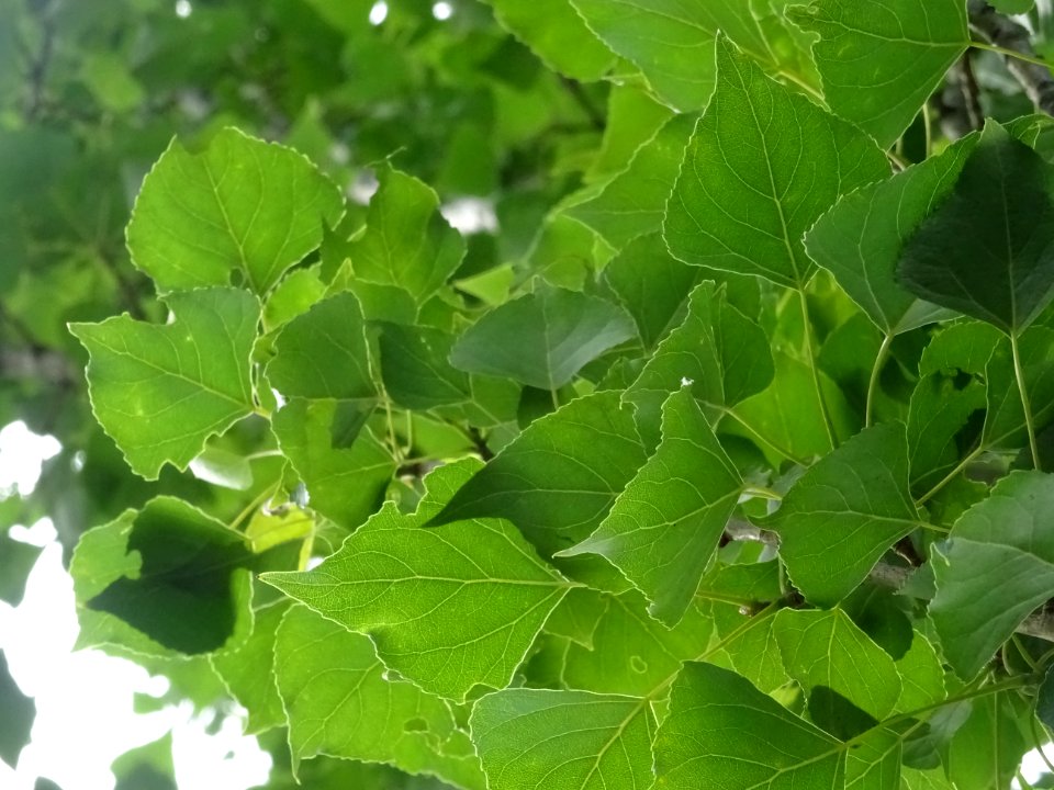 Feuilles du Peuplier d'Italie, Populus nigra var. italica,… 