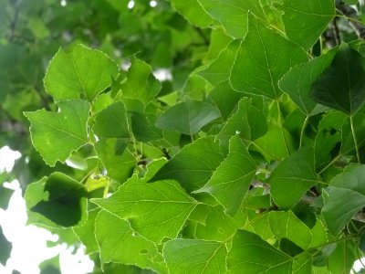Feuilles du Peuplier d'Italie, Populus nigra var. italica,… 