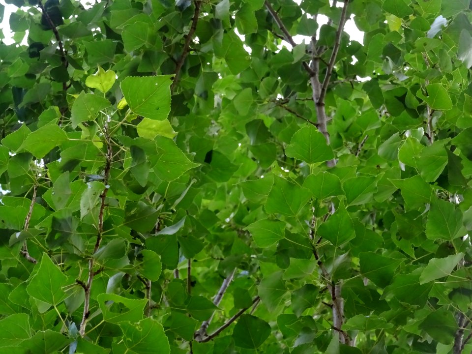 Feuilles du Peuplier d'Italie, Populus nigra var. italica,… 