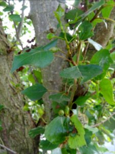 Feuilles atteintes de galle, du Peuplier d'Italie, Populus… 