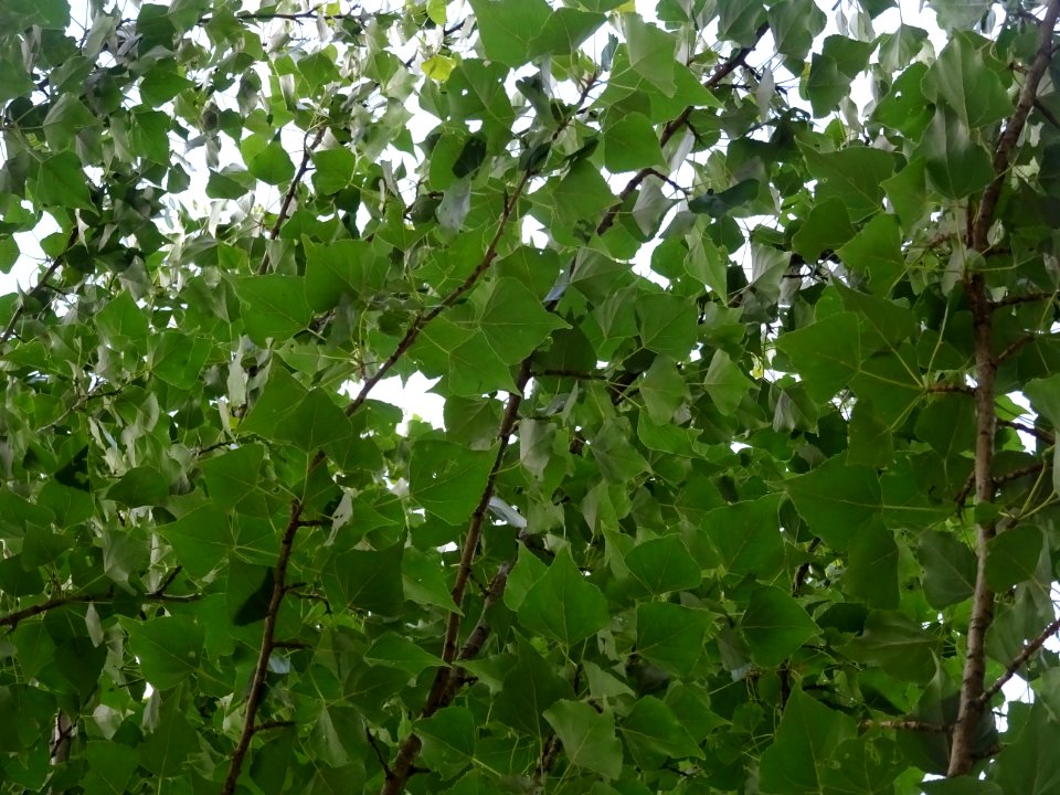 Feuilles du Peuplier d'Italie, Populus nigra var. italica,… 