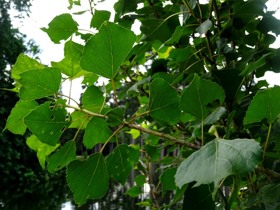 Feuilles du Peuplier d'Italie, Populus nigra var. italica,… 