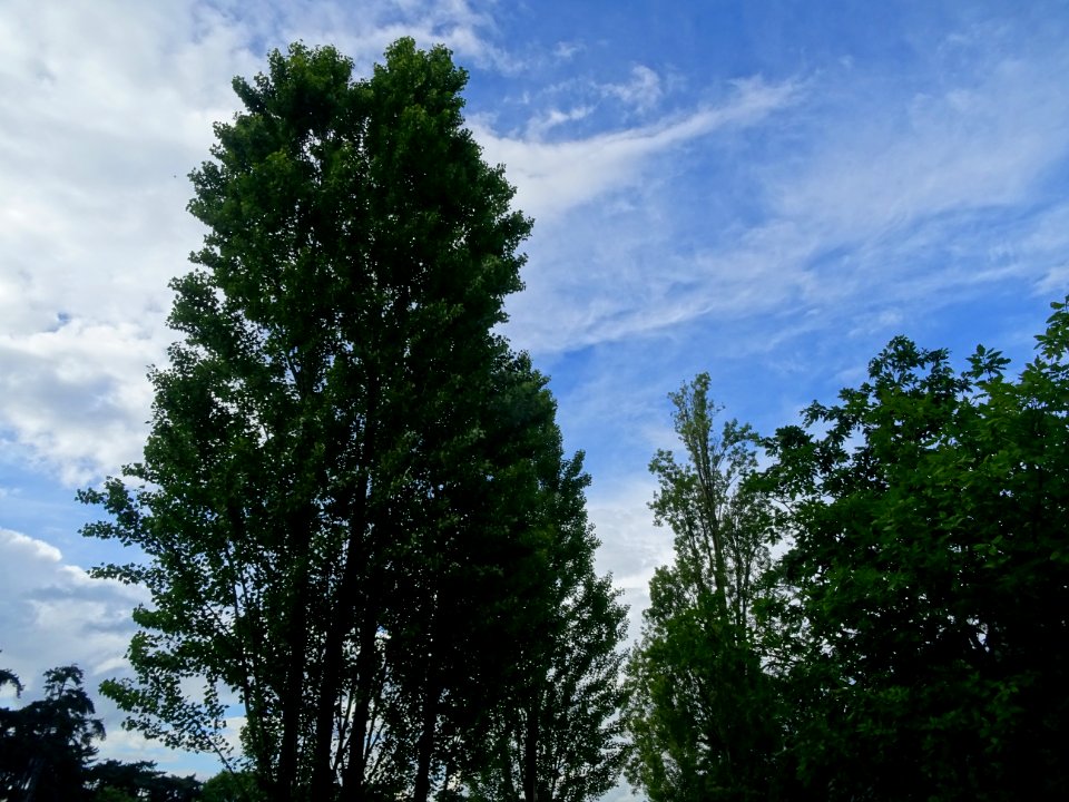Peuplier d'Italie, Populus nigra var. italica, Salicacées 