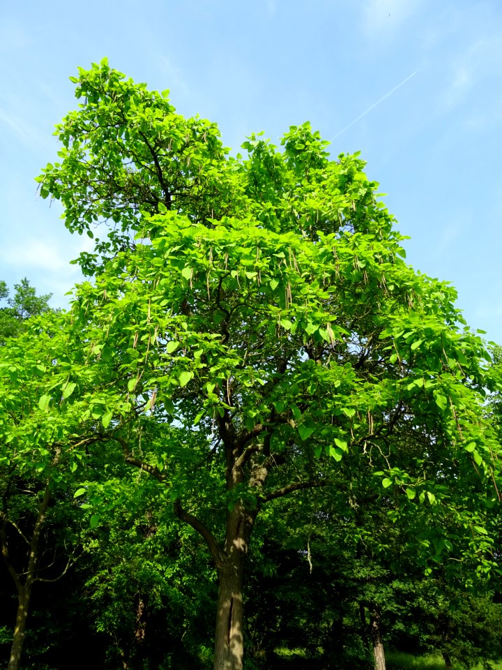Feuilles et fruits mûrs du Catalpa commun ou arbre aux har… 