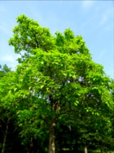 Feuilles et fruits mûrs du Catalpa commun ou arbre aux har… 