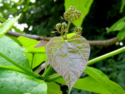 Feuilles et inflorescence du Catalpa commun ou arbre aux h… 