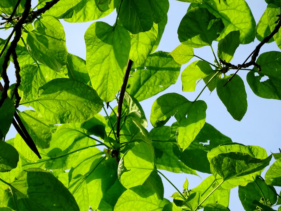 Feuilles du Catalpa commun ou arbre aux haricots, Catalpa … 