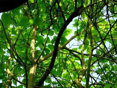 Branches et feuilles du Catalpa commun ou arbre aux harico… 