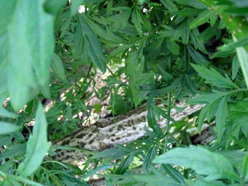 Tige ligneuse de l'Armoise commune, Artemisia vulgaris, As… 