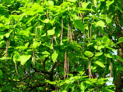 Feuilles et fruits mûrs du Catalpa commun ou arbre aux har… 