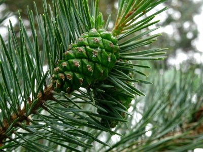 Cônes femelles encore verts du Pin sylvestre, Pinus sylves… 