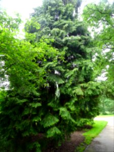 Thuya occidental, Thuja occidentalis, Cupressacées 