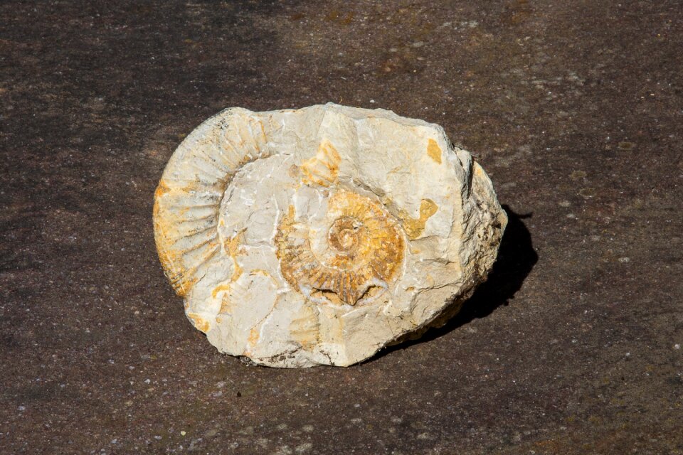 Fossil paleontology extinct