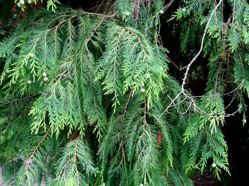 Rameaux et fruits du Thuya occidental, Thuja occidentalis,… 