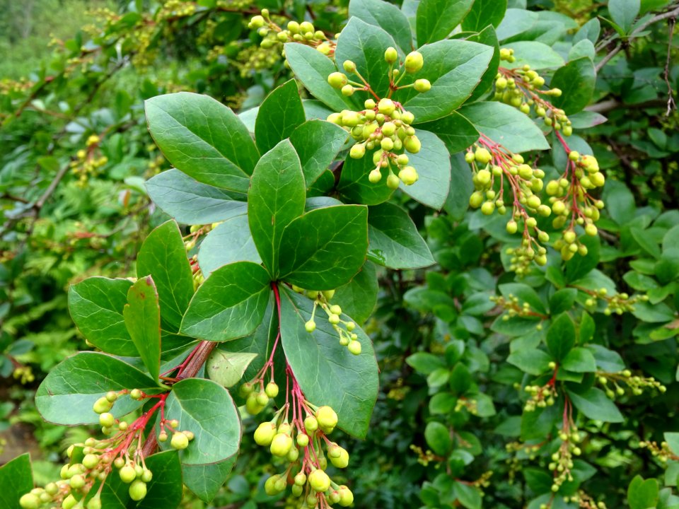 Feuilles et fleurs de l'Epine-vinette, Berberis vulgaris, … 