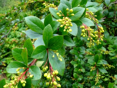 Feuilles et fleurs de l'Epine-vinette, Berberis vulgaris, … 