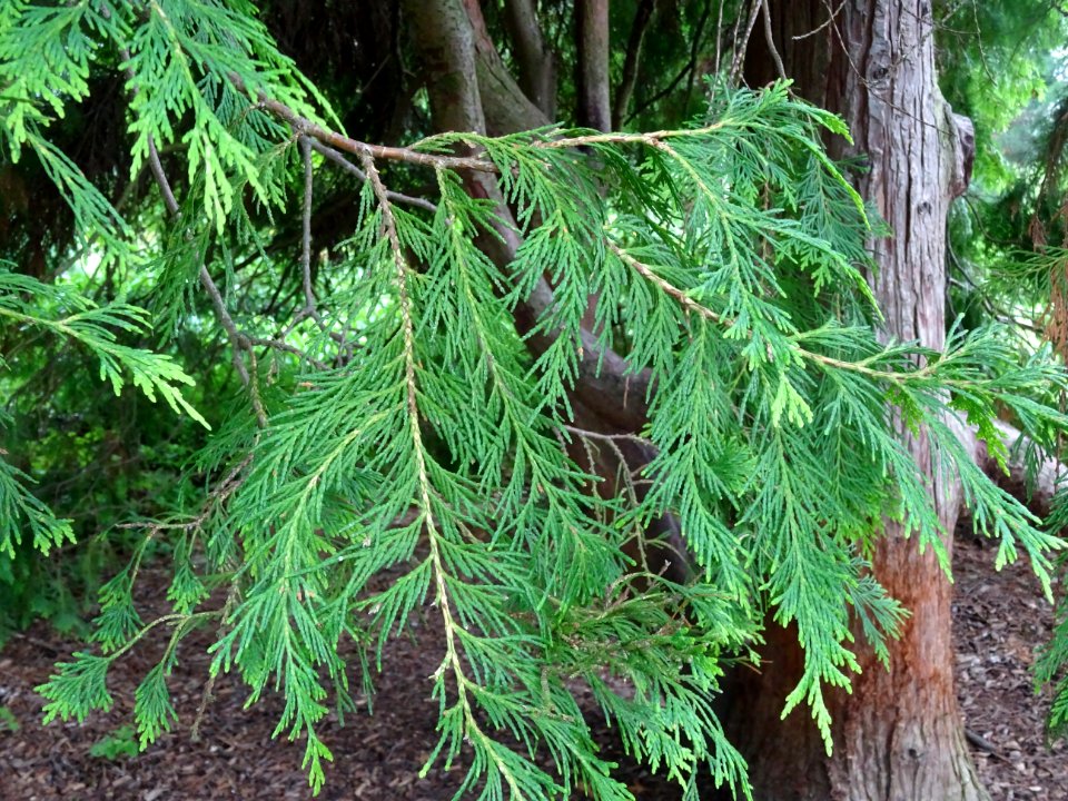 Rameaux du Thuya occidental, Thuja occidentalis, Cupressac… 