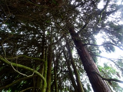 Troncs du Thuya occidental, Thuja occidentalis, Cupressacé… 