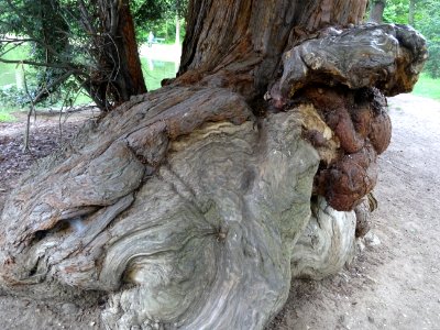 Base du tronc du Séquoia toujours vert ou Séquoia à feuill… photo