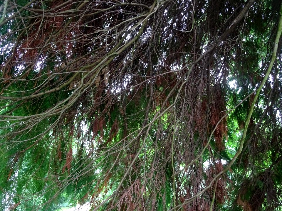 Branches basses du Thuya occidental, Thuja occidentalis, C… 