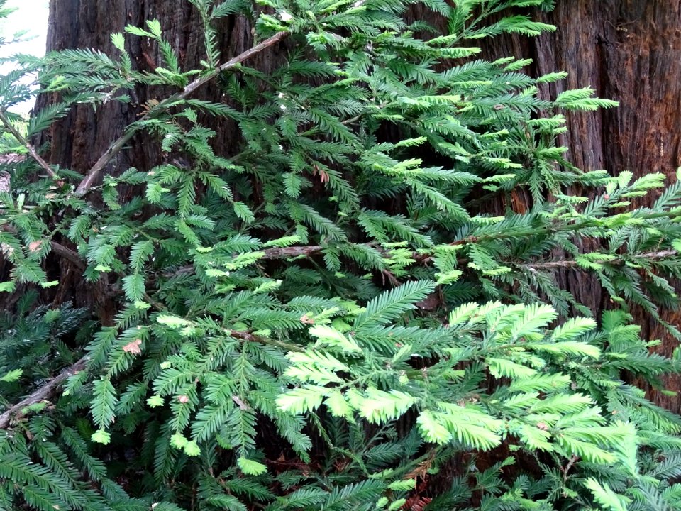 Feuilles du Séquoia toujours vert ou Séquoia à feuilles d'… 