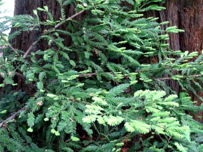 Feuilles du Séquoia toujours vert ou Séquoia à feuilles d'… photo