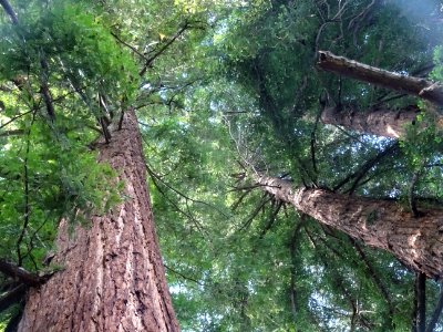 Troncs des Séquoia toujours vert ou Séquoia à feuilles d'i… photo