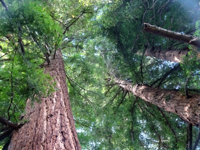 Troncs des Séquoia toujours vert ou Séquoia à feuilles d'i… 