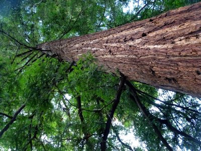 Tronc du Séquoia toujours vert ou Séquoia à feuilles d'if,… photo