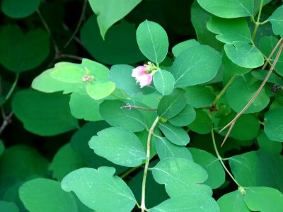 Symphorine rampante, Symphoricarpos mollis, Caprifoliacées… 