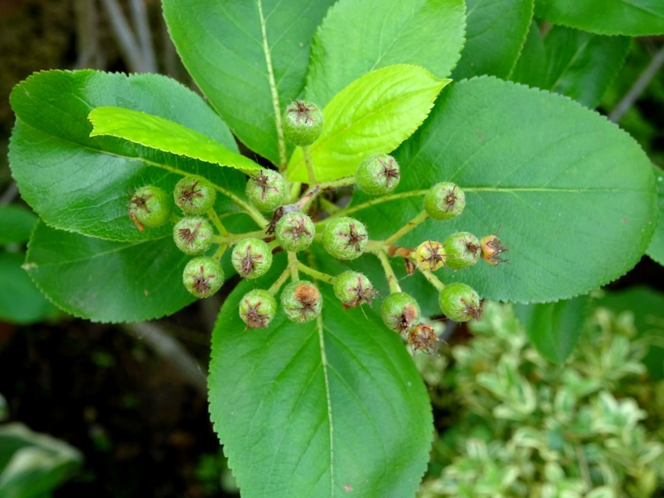 Nerprun purgatif, Rhamnus cathartica, Rhamnacées 