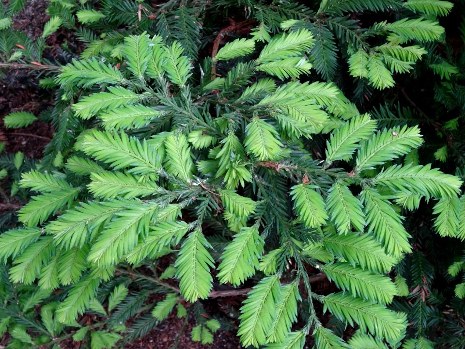 Feuilles du Séquoia toujours vert ou Séquoia à feuilles d'… 