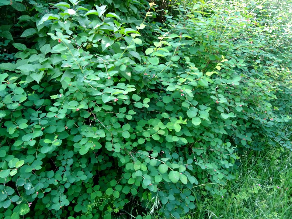 Symphorine rampante, Symphoricarpos mollis, Caprifoliacées… 