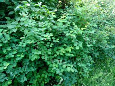 Symphorine rampante, Symphoricarpos mollis, Caprifoliacées… 