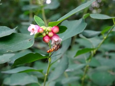 Symphorine rampante, Symphoricarpos mollis, Caprifoliacées… 
