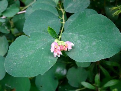 Symphorine rampante, Symphoricarpos mollis, Caprifoliacées… 