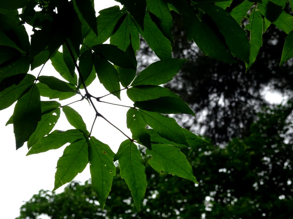 Feuilles d'Erable negundo ou Erable à feuilles de frêne ou… 