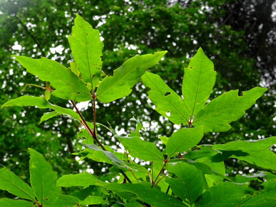 Feuilles d'Erable negundo ou Erable à feuilles de frêne ou… 