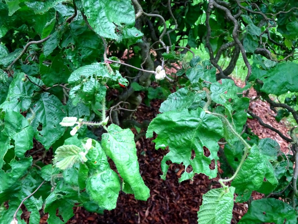 Noisetier tortueux, Corylus avellana contorta, Betulacées 