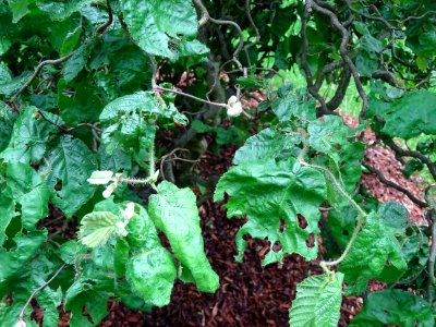 Noisetier tortueux, Corylus avellana contorta, Betulacées 