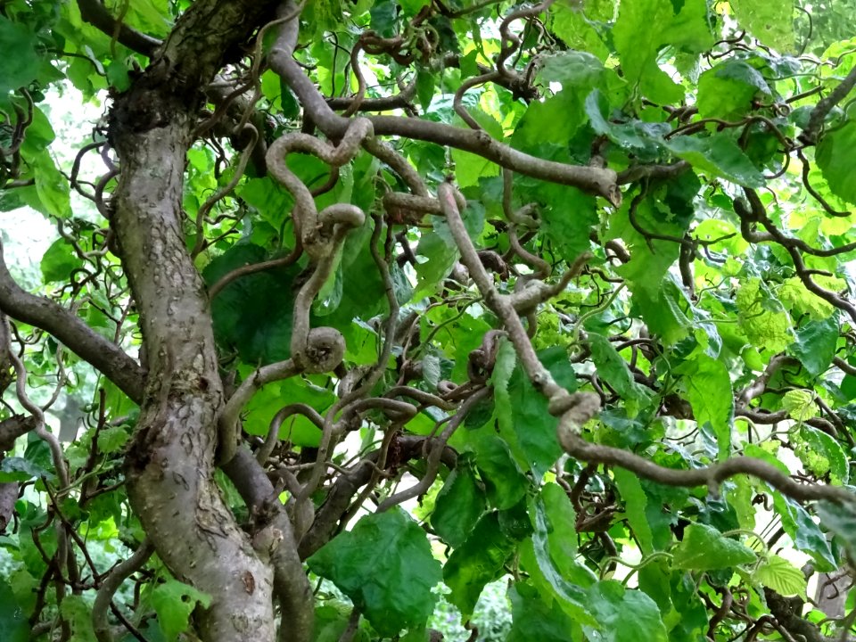 Noisetier tortueux, Corylus avellana contorta, Betulacées 