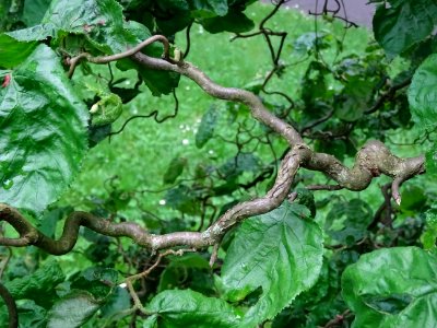 Rameau du Noisetier tortueux, Corylus avellana contorta, B… 