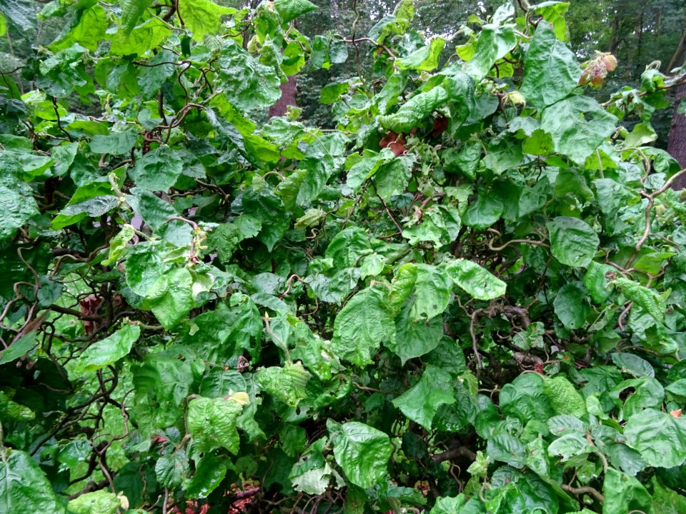 Noisetier tortueux, Corylus avellana contorta, Betulacées 