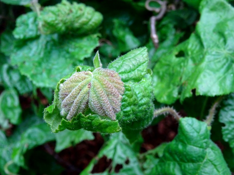 Jeune feuille du Noisetier tortueux, Corylus avellana cont… 