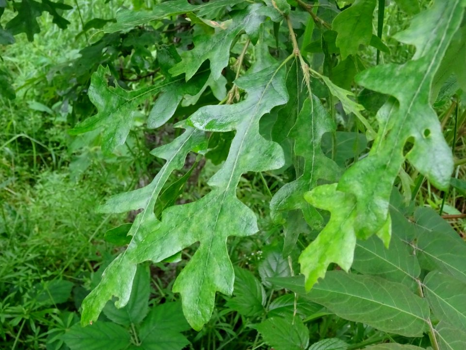 Feuilles du Chêne chevelu ou chêne lombard, Quercus cerris… 