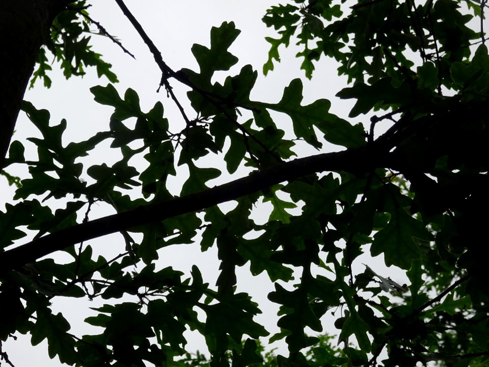 Feuilles du Chêne chevelu ou chêne lombard, Quercus cerris… 