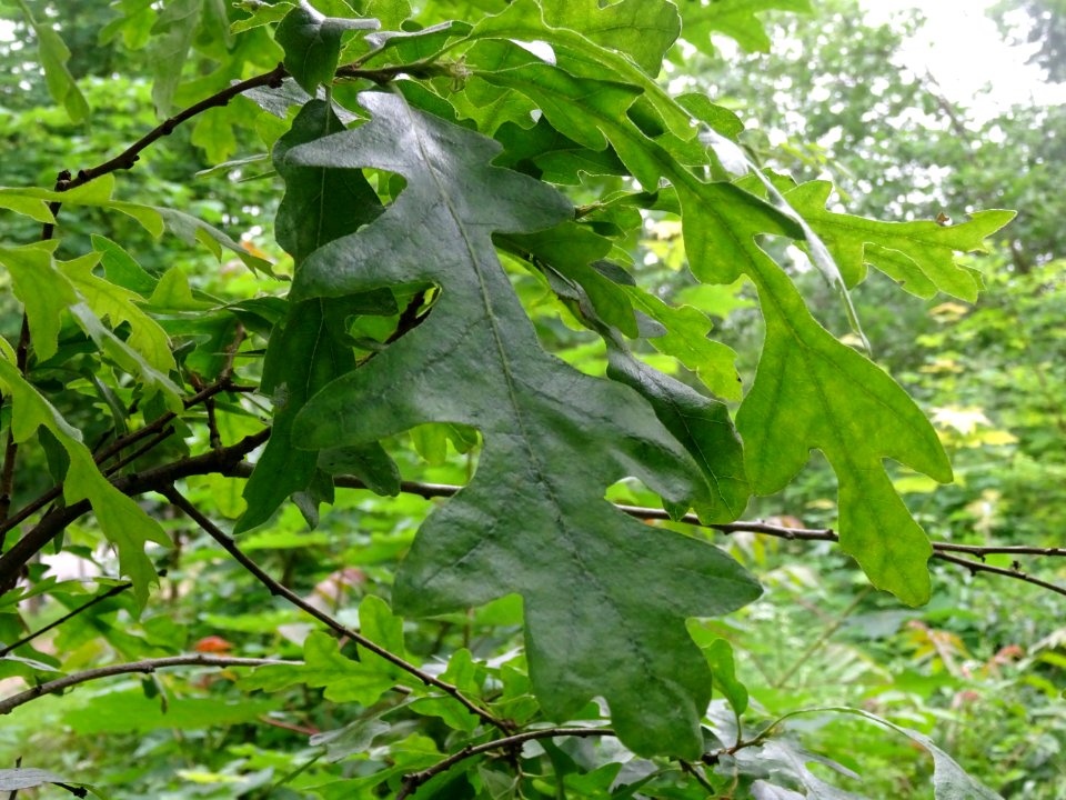 Feuilles du Chêne chevelu ou chêne lombard, Quercus cerris… 